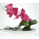 Composition Orchidée Rose